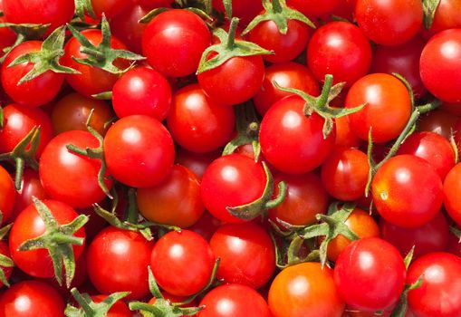 Red tomatoes "Cherry". Background