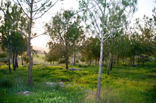 Spring in Israel. Forest near Jerusalem.