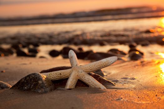Starfish on the beach at romantic sunset