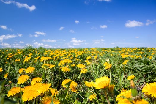 Field of yellow spring flowers - dandelions and blue sky