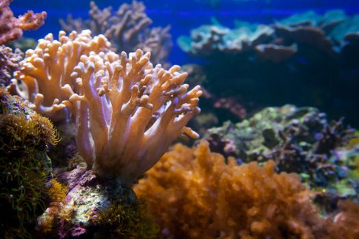Underwater life. Coral reef, fish, colorful plants in ocean
