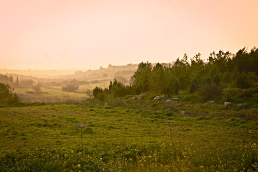 Spring in Israel. Forest near Jerusalem.