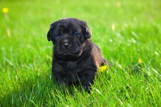 A cute dog, puppy on the grass