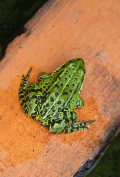 green frog seat on yellow board