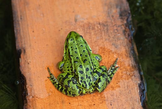 green frog seat on yellow board