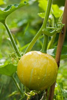 Decorative pumpkin in a growth stage