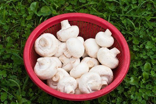 White mushrooms in a bowl