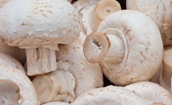 Background of white mushrooms