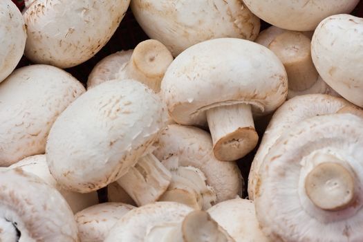 Background of white mushrooms