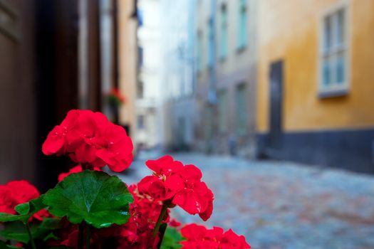 Roses in the old town of Stockholm, Sweden