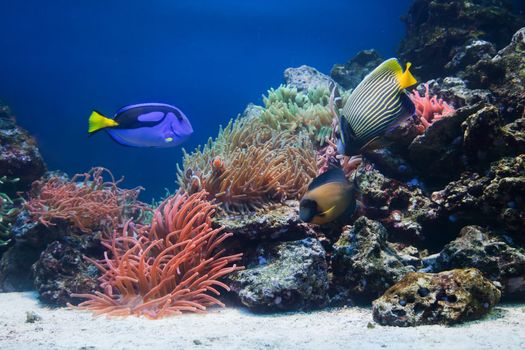Underwater life, Fish, coral reef in ocean