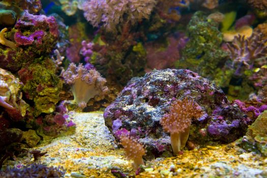 Underwater life. Coral reef, fish, colorful plants in ocean