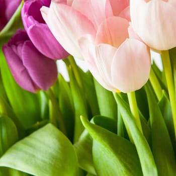 Purple and pink tulips on the light background