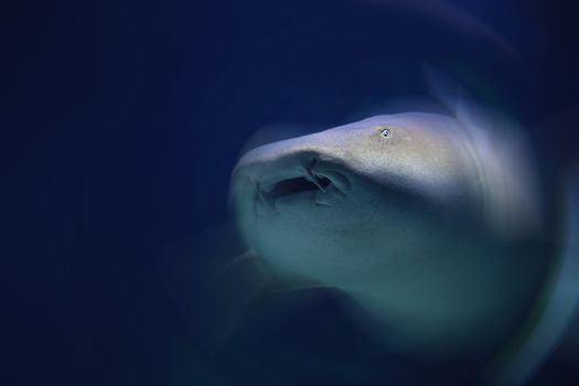 Shark in abstract action, motion. Danger concept