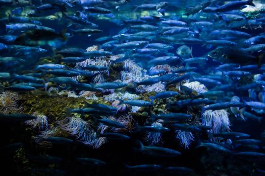 Underwater view in aquarium. Fish, coral reef