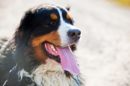 Bernese mountain dog outdoor portrait