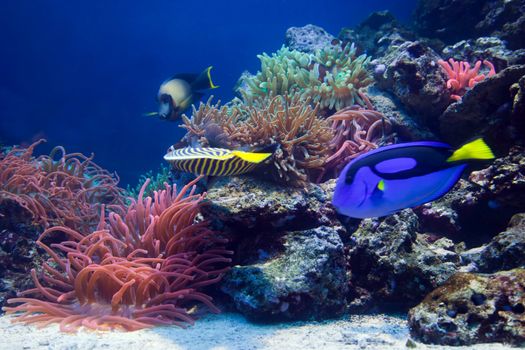 Underwater life, Fish, coral reef in ocean