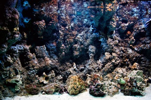 Underwater life, Fish, coral reef in ocean