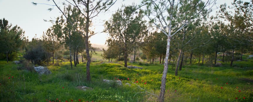 Spring in Israel. Forest near Jerusalem.