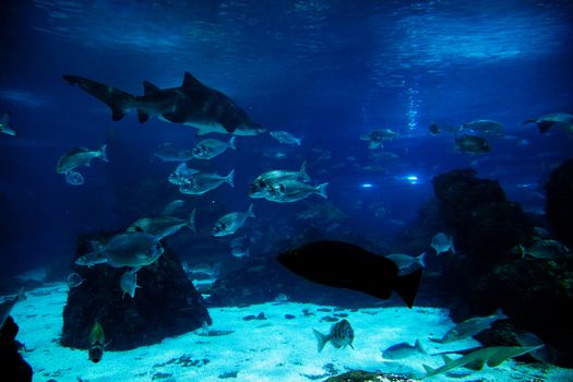Underwater view in aquarium. Fish, sunlight