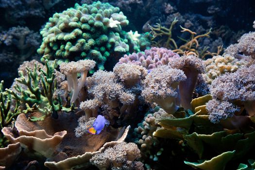 Underwater life, Fish, coral reef in ocean