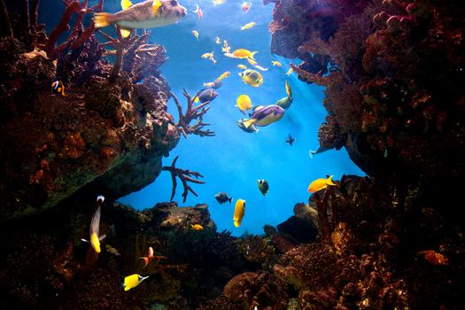 Underwater view in aquarium. Fish, coral reef