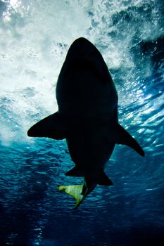 Shark silhouette underwater. Danger concept