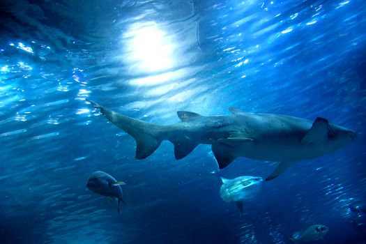 Underwater view in aquarium. Fish, sunlight