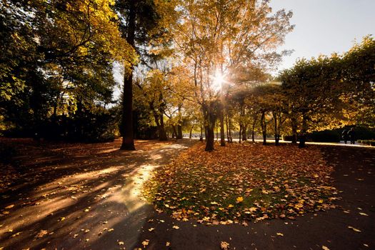 Colorful fall autumn park and sun rays