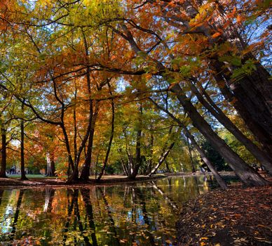 Colorful alley with leaves in fall autumn park