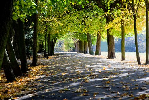 Colorful alley with leaves in fall autumn park