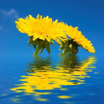 SPRING FRESHNESS. Two dandelions reflect in water