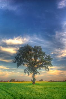 SUNRISE AND SINGLE TREE ON THE FIELD.