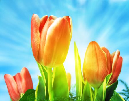 Spring fresh tulips flowers and blue sky