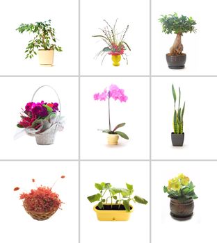 Collection of different flowers. Ready for use.