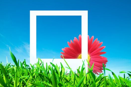 Blank photo with a part of flower inside. Conceptual image