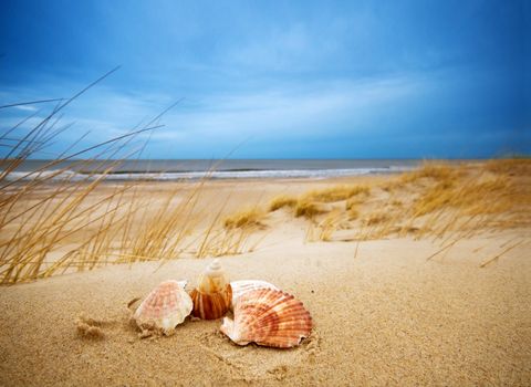 Shells on sand. Ocean in the background