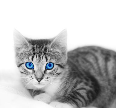 Little cute kitten on white. Delicate, subtle image with space for your text.
