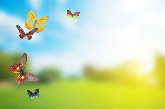 Butterfly spring field. A group o colorful butterflies in the spring summer grass land