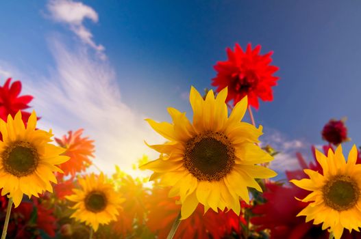 Spring flowers in the garden, a sunny day
