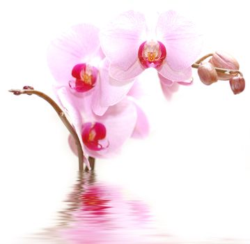 SPA flowers. Orchids in water