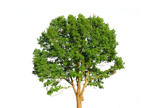 Green tree isolated on white background