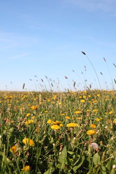 dandelions on a meadow