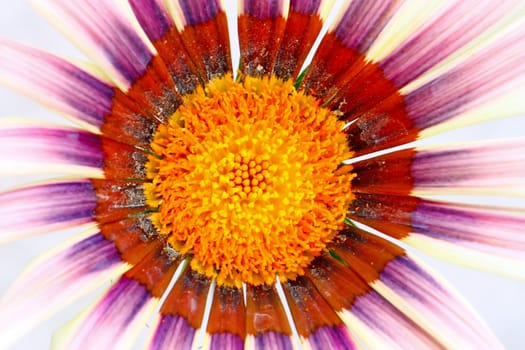 Flower of pink gazania, closeup