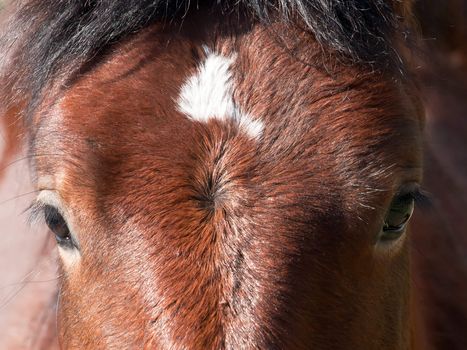 horse head and two beautiful eyes