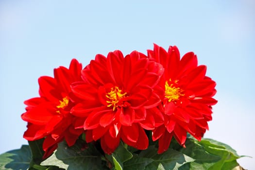 Red dahlia in front of blue sky