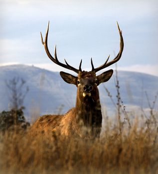 Big Elk with Large Rack of Horns National Bison Range Charlo Montana