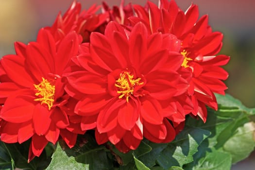 Red dahlia against the softly muted shades of the leaves
