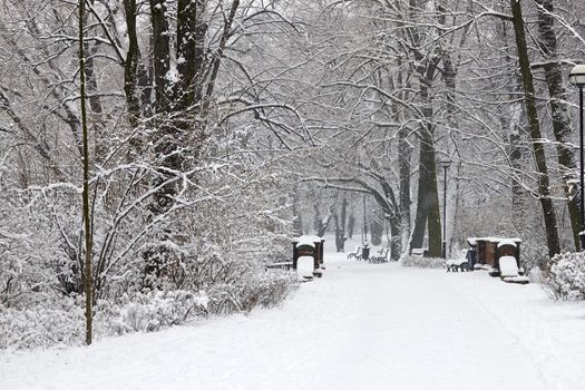 Winter park covered with fresh snow