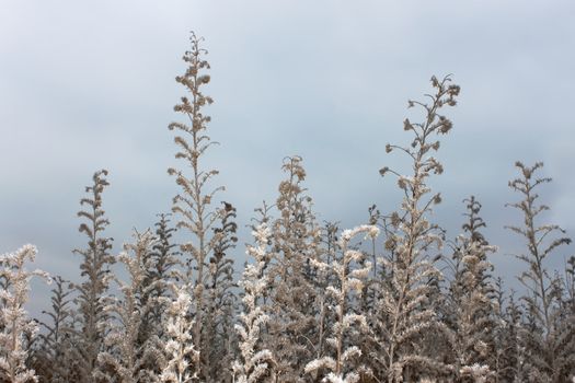 Dried wild grass in late autumn against the background of cloudy sky